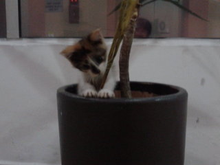 kitten in a pot (flower pot ...not cooking pot)