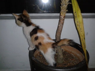 kitten escaping from pot