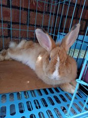 Brownie {angora Mix Teddy Bear } - Angora Rabbit Rabbit