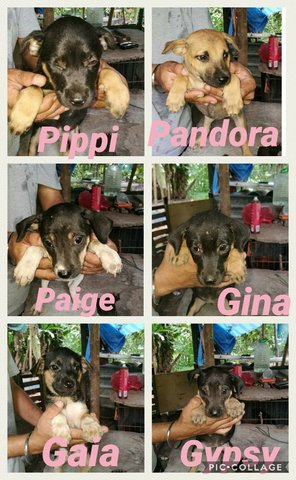Pippi, Pandora, Paige, Gina, Gaia, Gypsy - Mixed Breed Dog