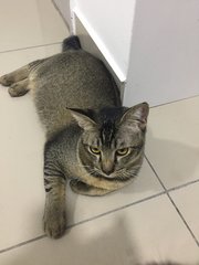Yeezy (Need A Loving Owner) - Domestic Short Hair Cat