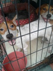 2 Females Spotted Brown White Puppies  - Mixed Breed Dog