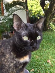 1 Year Kitten Named Mia At Damansara! - Domestic Medium Hair Cat