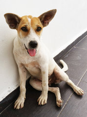 Baby Seetha - Mixed Breed Dog