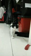 Moo Moo (Jb/kl/pj) - Domestic Short Hair Cat