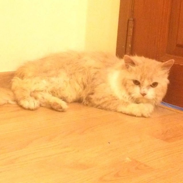 Hashbrown - Persian + Ragdoll Cat