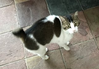 Pompom - Domestic Short Hair Cat