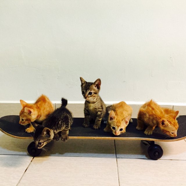 The Skater Kitties - Domestic Short Hair Cat