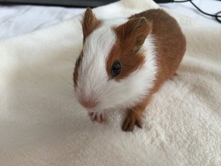 Brownie &amp; Bucky - Guinea Pig Small & Furry