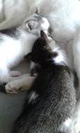 Mothers And Baby Snow - Domestic Short Hair Cat