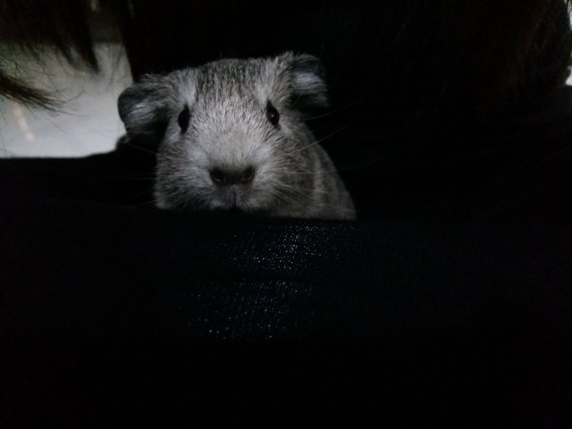 Han Solo - Guinea Pig Small & Furry