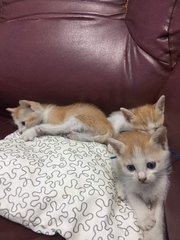 3 Little Kitty - Domestic Short Hair Cat