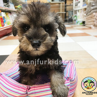 Quality Mini Schnauzer Pup1pies - Schnauzer Dog