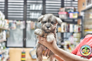 Quality Mini Schnauzer Pup1pies - Schnauzer Dog