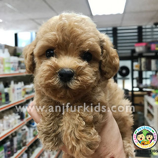 Quality Ti4ny Toy Poodle Puppies - Poodle Dog