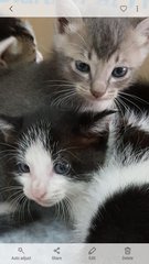 Stelie And Helie - American Shorthair + Domestic Medium Hair Cat