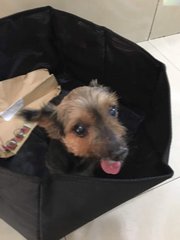 I Was Found In Taman Desa, Am I Yours? - Terrier Dog