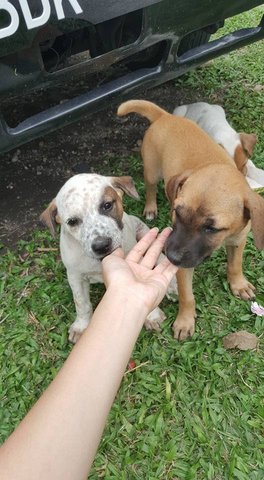 3 Puppies For Adoption At Subang Jaya  - Mixed Breed Dog