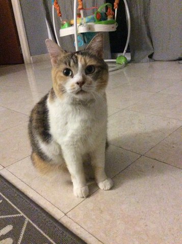 Layla - Domestic Medium Hair + Calico Cat