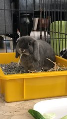 Casper  - Holland Lop Rabbit