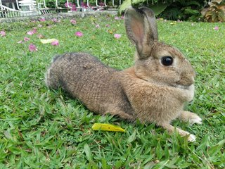 Tokki - Bunny Rabbit Rabbit