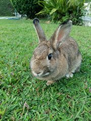 Tokki - Bunny Rabbit Rabbit