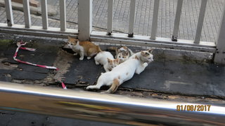 Ms White Kittens - Calico + American Shorthair Cat