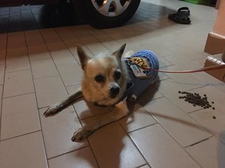 Wawa - Chihuahua Dog