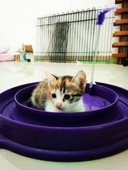 Buttermilk - Domestic Short Hair + Calico Cat