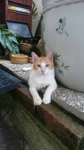 Hansem Boy - Tabby Cat