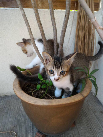 Kitty For Adoption - Domestic Short Hair Cat