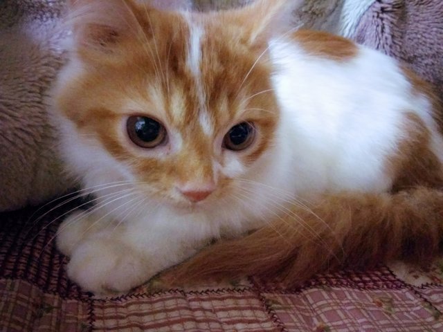 Maincoon Mix Kitten - Maine Coon + Persian Cat