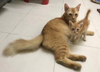 Fiya And Mika  - Tabby Cat