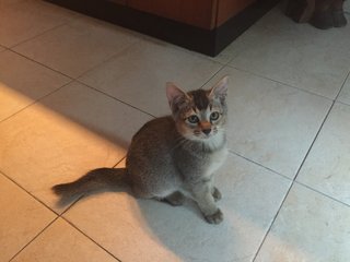 Kittens - Bobtail + Tabby Cat