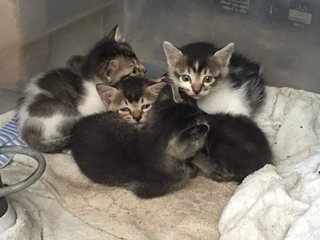 Kittens - Bobtail + Tabby Cat