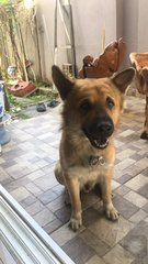 Hazel Boy - German Shepherd Dog Mix Dog