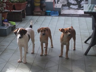 All puppies together - the one on the far right has a home.  The one on the left is called Oreo and 