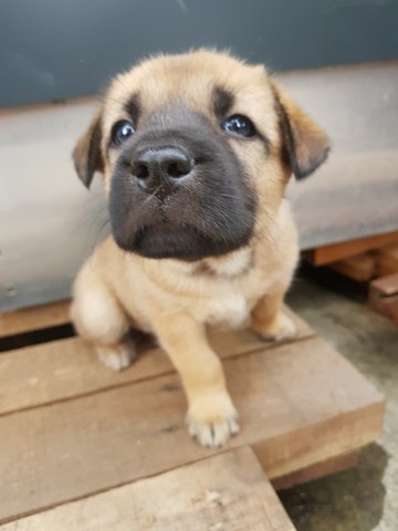 G.o.t Puppies For Adoption  - Mixed Breed Dog