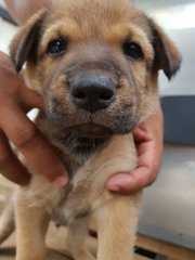 G.o.t Puppies For Adoption  - Mixed Breed Dog