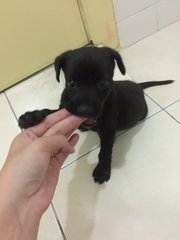 Cute Puppy Needs Home  - Mixed Breed Dog