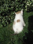 Baby  - Domestic Medium Hair Cat