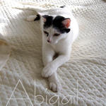 Abigail - Domestic Short Hair Cat