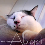 Abigail - Domestic Short Hair Cat