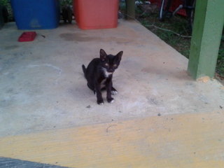 Blackie kitten