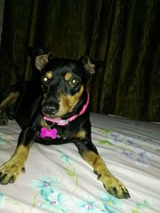 Dino - Miniature Pinscher Dog