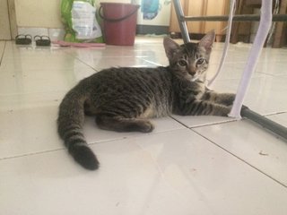Antan  - Domestic Short Hair Cat