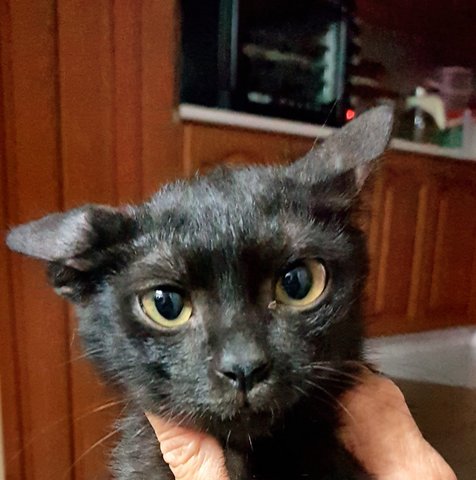 Black Beauty Kitten - Domestic Short Hair Cat