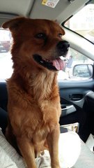 Bobby (Adopted) - Mixed Breed Dog