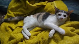 Miss Amoi - Domestic Short Hair Cat