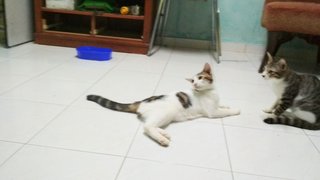 Mr Siti - Domestic Short Hair + Domestic Long Hair Cat